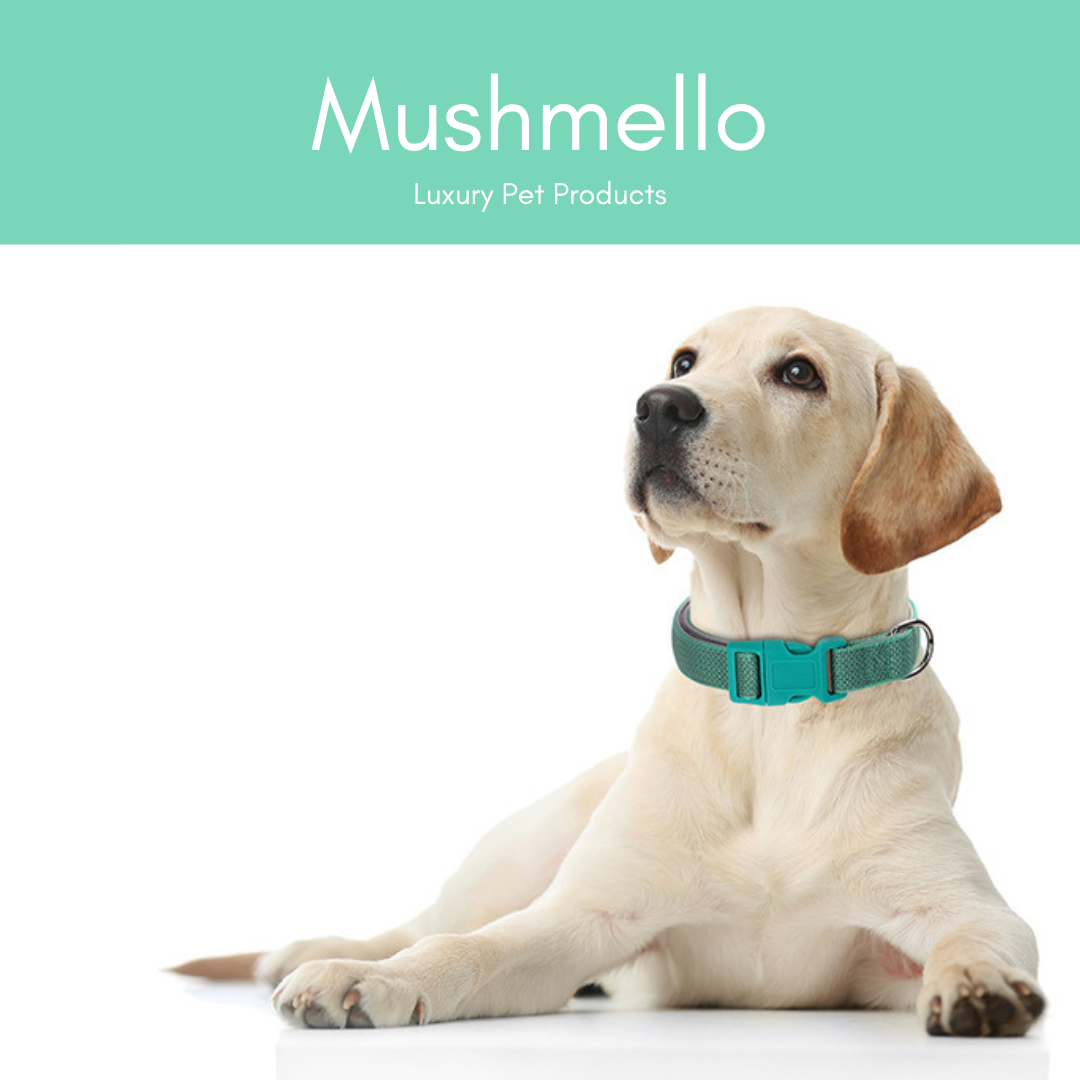 Reflective Star Effect Collar - Green