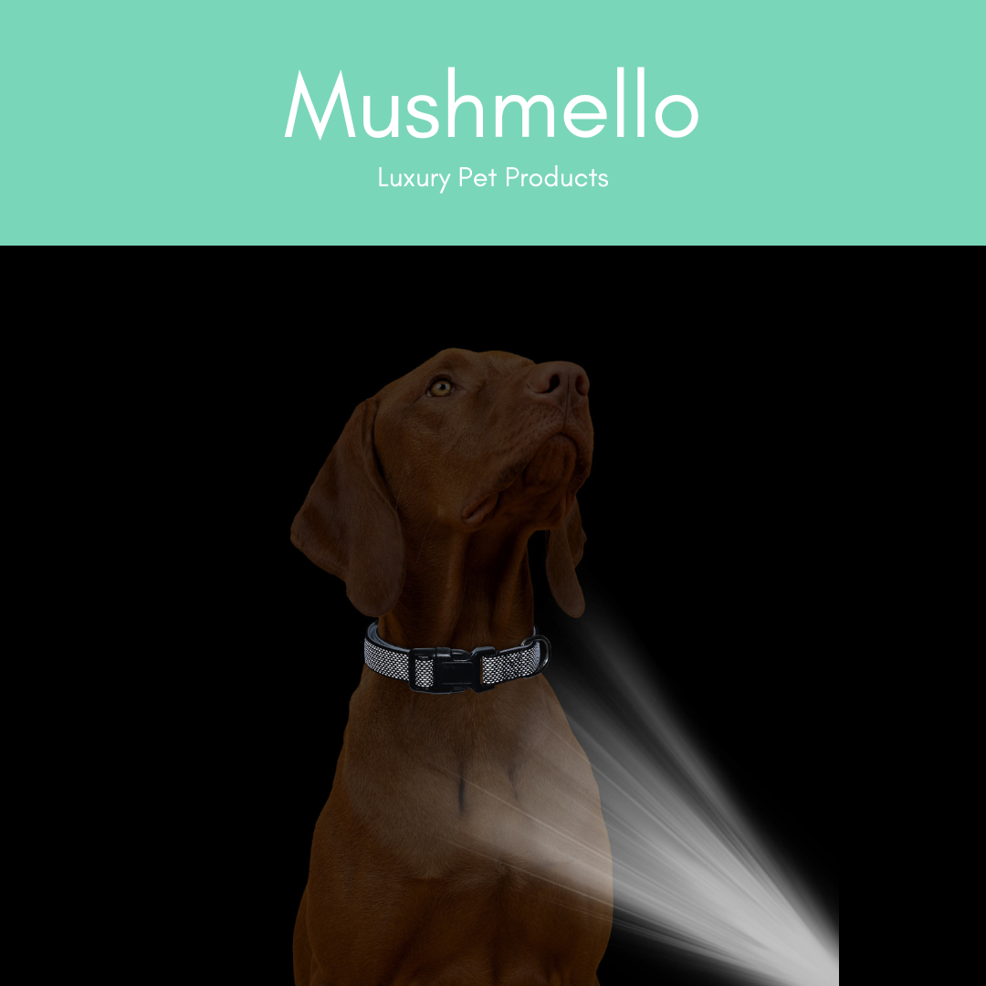 Reflective Star Effect Collar - Green
