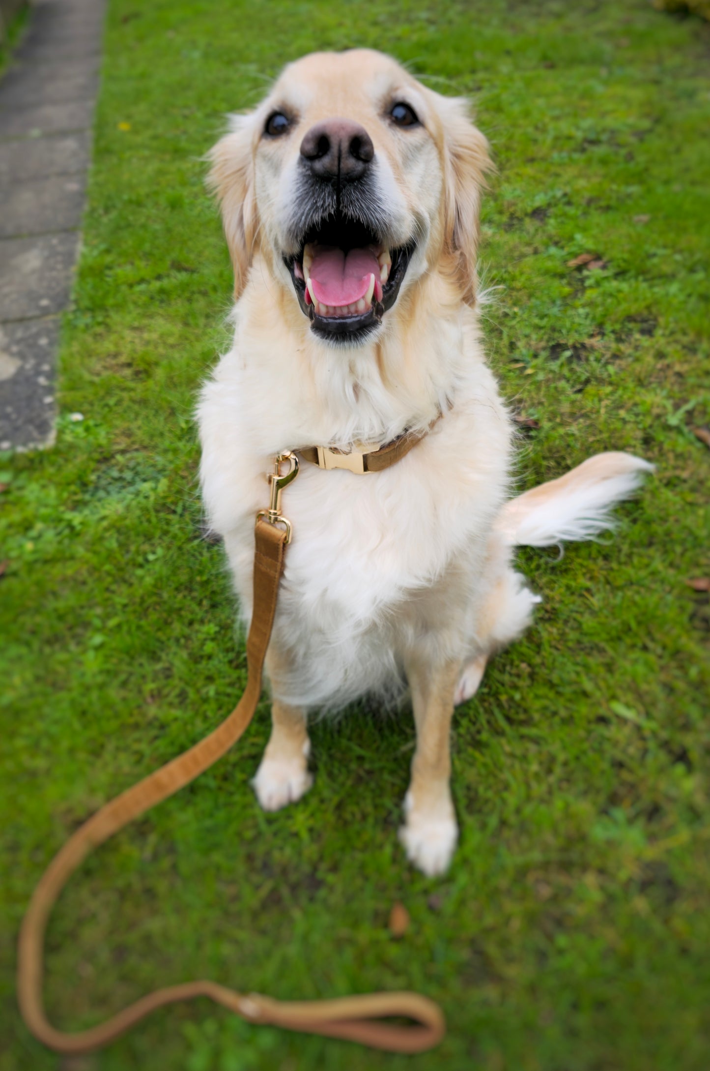 Soft Luxury Velvet Collar and Leash Set
