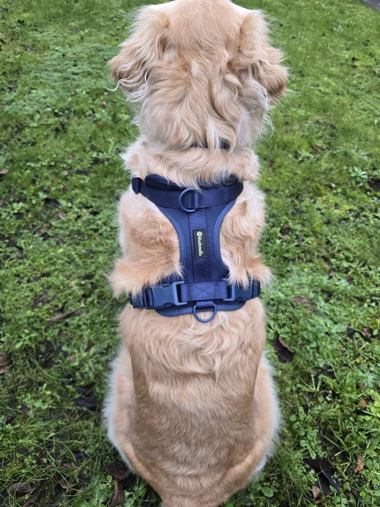 Luxury No-pull Easy-clean harness - Navy Blue