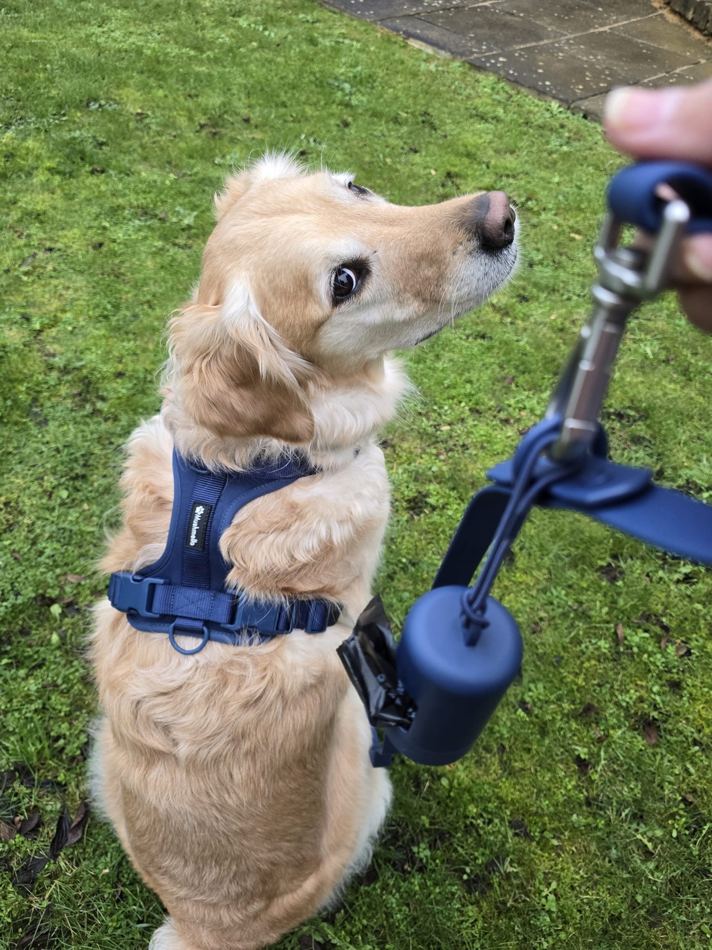 Luxury No-pull Easy-clean harness - Green