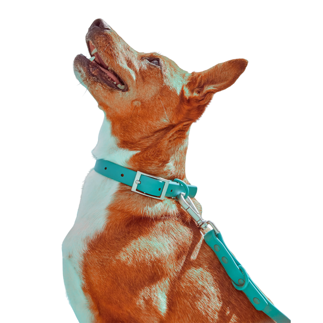 Mushmello Tough Waterproof Harness, Collar and Leash - Teal